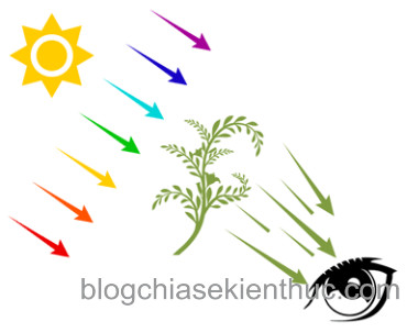 Mẫu Đồ Họa RGB